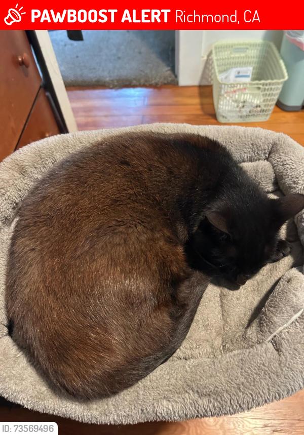 Lost Female Cat last seen Center Ave, Richmond, CA 94804