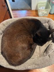 Lost Female Cat last seen Center Ave, Richmond, CA 94804