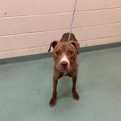 Shelter Stray Female Dog last seen , 2350 Appling City Cove, Memphis, TN 38133, USA