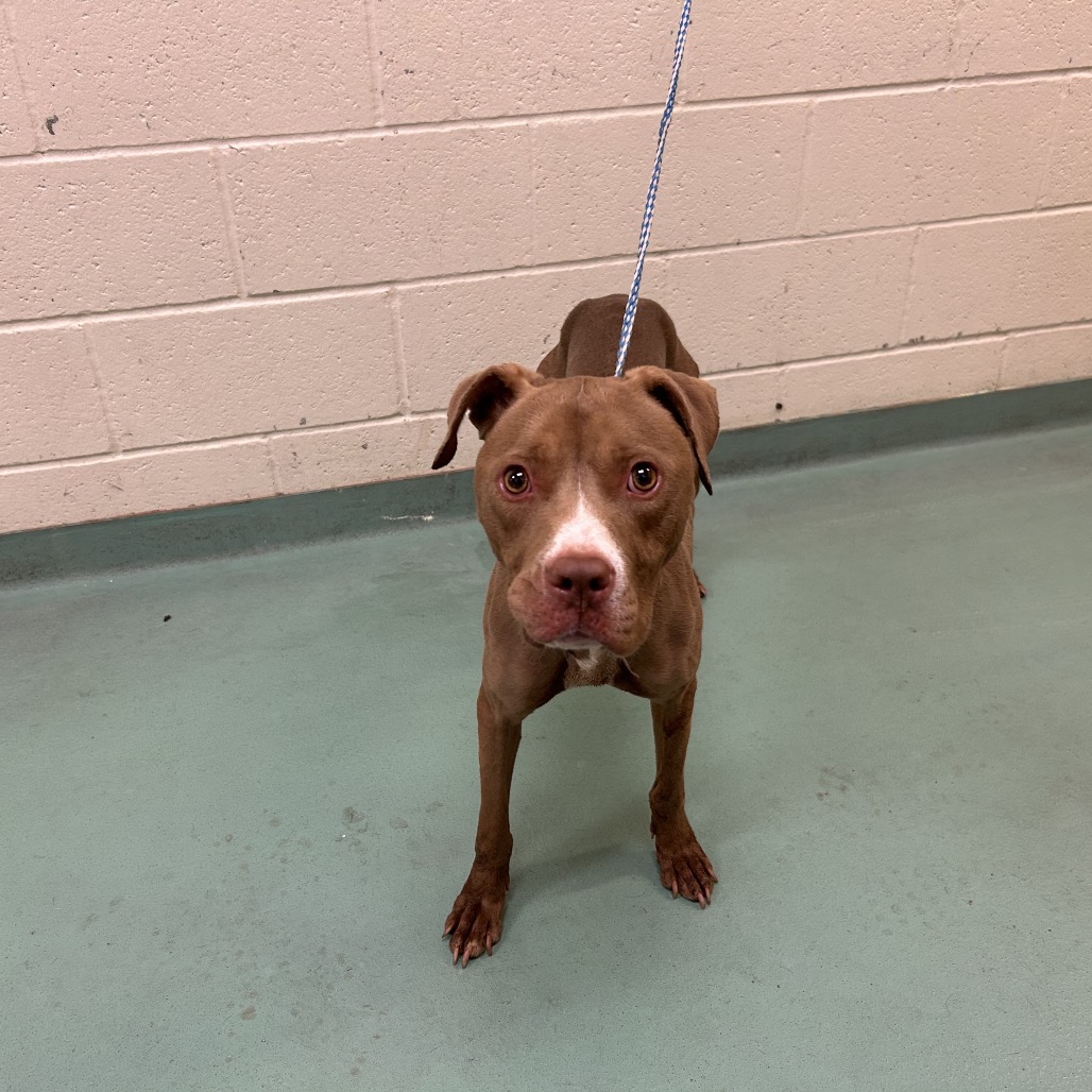 Shelter Stray Female Dog last seen , 2350 Appling City Cove, Memphis, TN 38133, USA