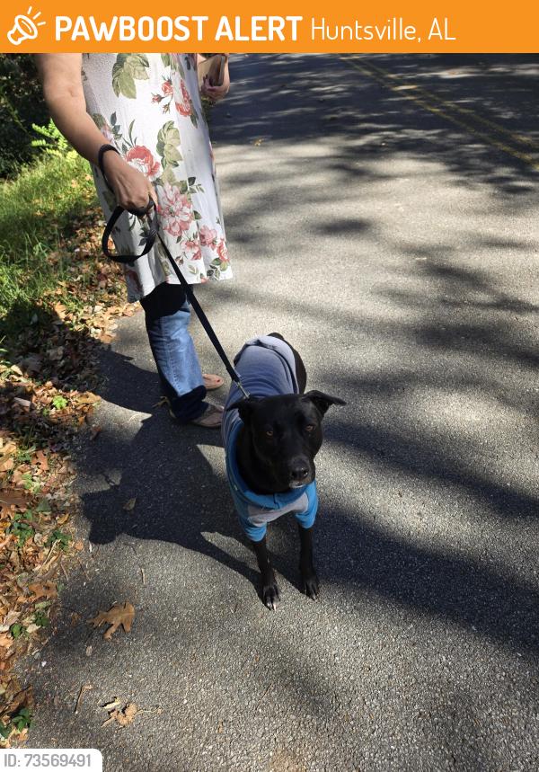 Found/Stray Female Dog last seen Dan Tibbs Rd., Huntsville, AL 35806