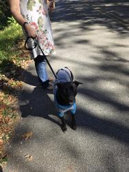 Found/Stray Female Dog last seen Dan Tibbs Rd., Huntsville, AL 35806