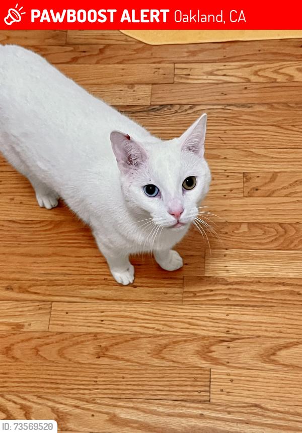 Lost Male Cat last seen thornhill, Oakland, CA 94611