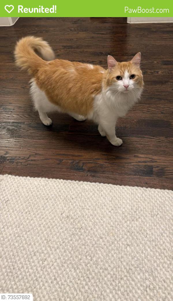 Reunited Male Cat last seen Custer road and bent horn dr near Custer McDermott animal hosp, Allen, TX 75025