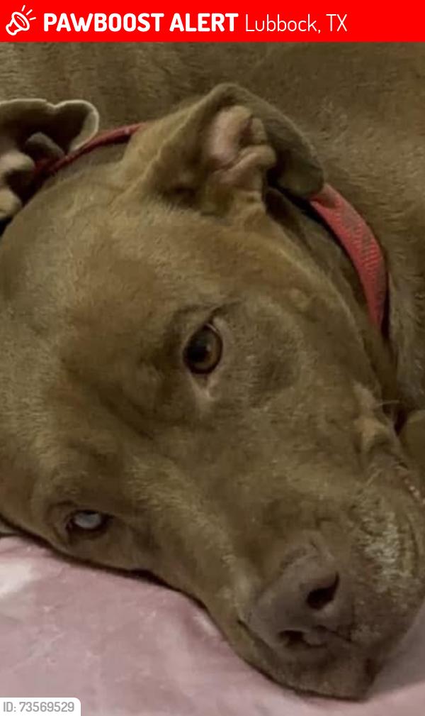 Lost Female Dog last seen 37th & Memphis, Lubbock, TX 79413