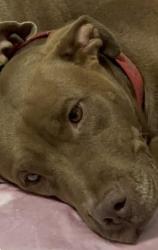 Lost Female Dog last seen 37th & Memphis, Lubbock, TX 79413