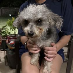 Found/Stray Female Dog last seen Beverly Hills Drive, Ft Worth, TX 76114