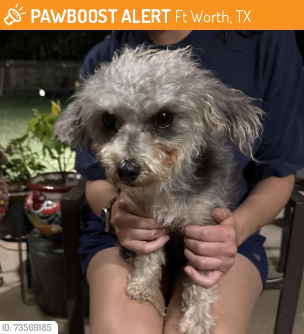 Found/Stray Female Dog last seen Beverly Hills Drive, Ft Worth, TX 76114