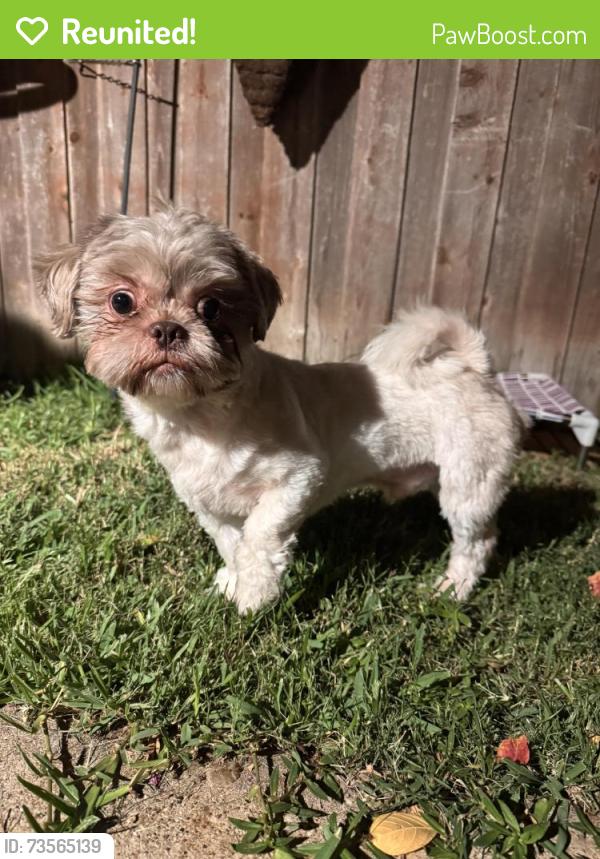 Reunited Male Dog last seen Westforest Dr, Dallas, TX 75229