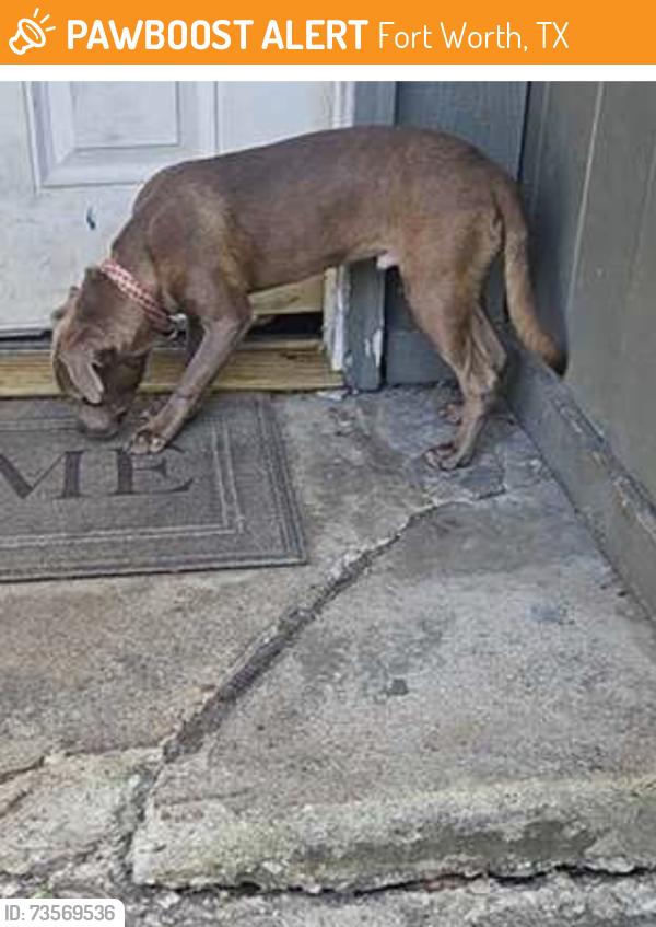 Found/Stray Male Dog last seen Near highway, Fort Worth, TX 76133