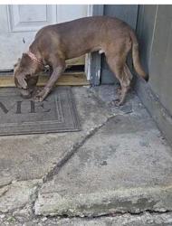 Found/Stray Male Dog last seen Near highway, Fort Worth, TX 76133