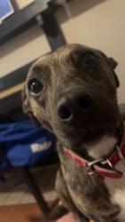 Reunited Female Dog last seen hse with American flag, Bedford, TX 76022