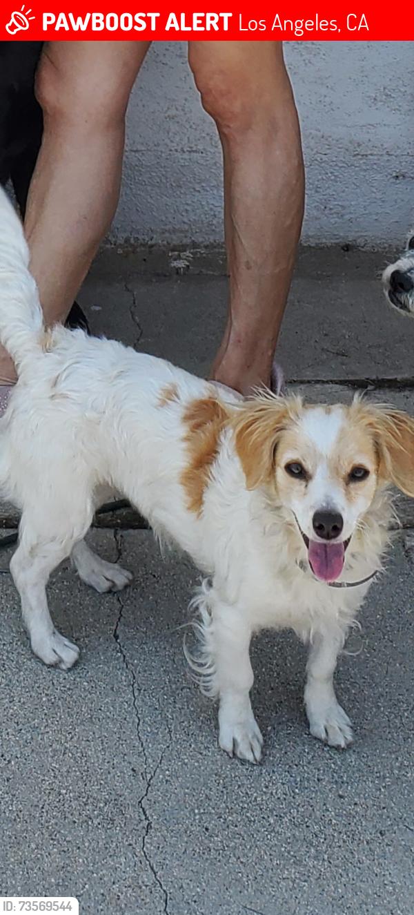 Lost Female Dog last seen Cork Street, Los Angeles, CA 91342