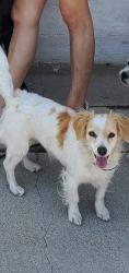 Lost Female Dog last seen Cork Street, Los Angeles, CA 91342