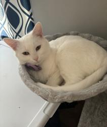 Lost Female Cat last seen Last known location: wooded path between Weathervane Lane, Lennox Circle and Crystal Court. (Where she lost her collar and had her last AirTag pin 10/23 at 10:13pm). Very friendly, but terrified outside. No front claws., Brunswick, OH 44212