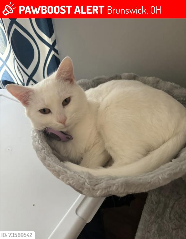 Lost Female Cat last seen Last known location: wooded path between Weathervane Lane, Lennox Circle and Crystal Court. (Where she lost her collar and had her last AirTag pin 10/23 at 10:13pm). Very friendly, but terrified outside. No front claws., Brunswick, OH 44212