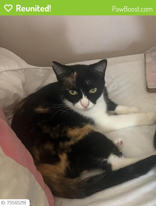 Reunited Female Cat last seen Shalimar and Placentia, Costa Mesa, CA 92627