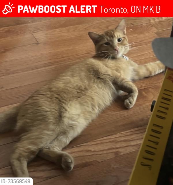 Lost Male Cat last seen Dufferin and Wilson, Toronto, ON M3K 1B9