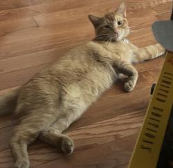 Lost Male Cat last seen Dufferin and Wilson, Toronto, ON M3K 1B9