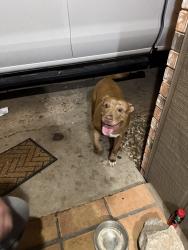 Reunited Female Dog last seen Gary, Lubbock, TX 79410