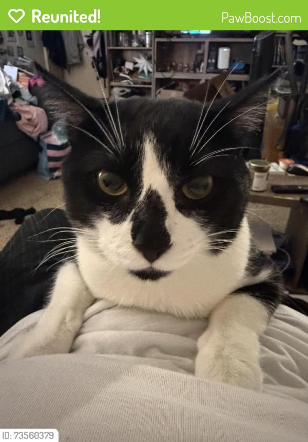Reunited Male Cat last seen Wallace and Prarie Grandville, Grandville, MI 49418