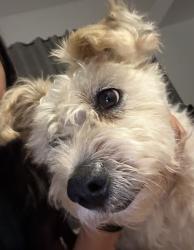 Lost Female Dog last seen menifee rd, Menifee, CA 92584