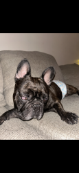 Lost Male Dog last seen Ironwood, Moreno Valley, CA 92557