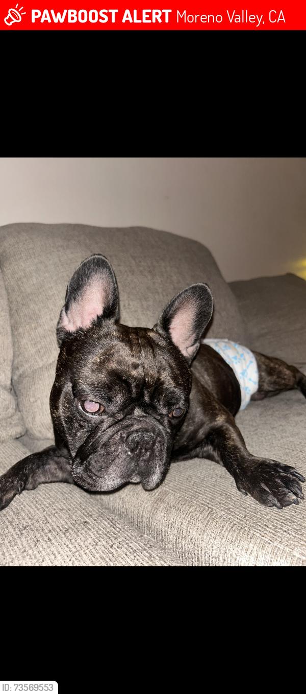 Lost Male Dog last seen Ironwood, Moreno Valley, CA 92557
