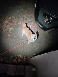 Found/Stray Male Dog last seen Near Wilson Pl Oakland, Oakland, CA 94602