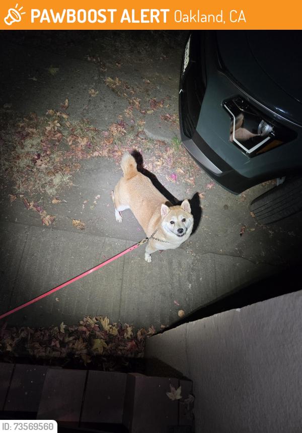 Found/Stray Male Dog last seen Near Wilson Pl Oakland, Oakland, CA 94602