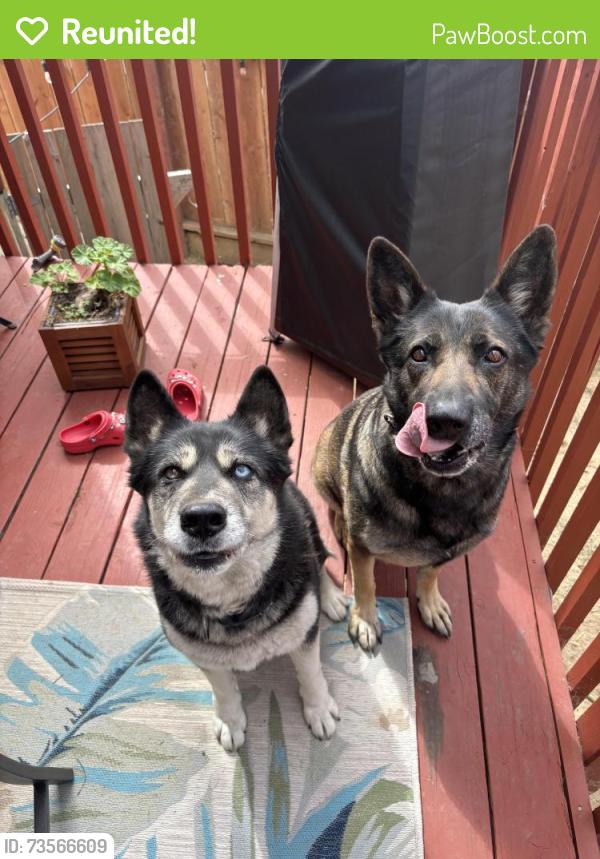 Reunited Female Dog last seen Lake park, Hayward, CA 94541