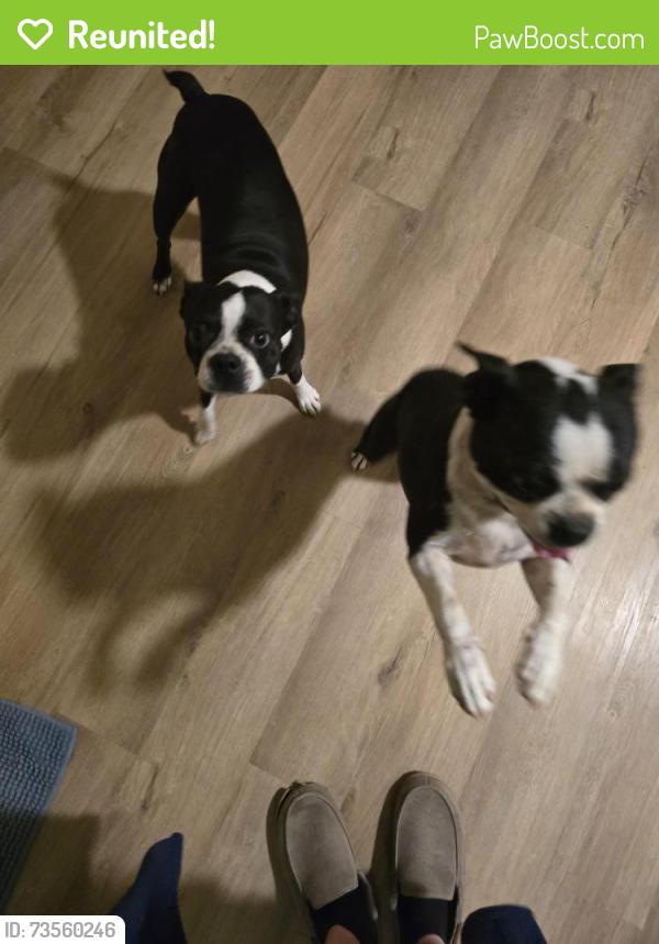 Reunited Female Dog last seen Lone Eagle and white Settlement rd, Fort Worth, TX 76108