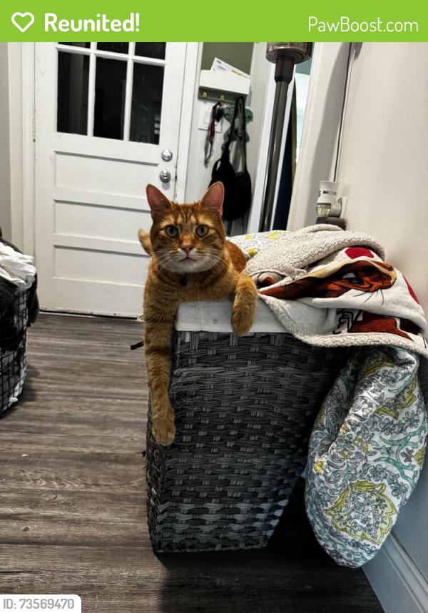 Reunited Male Cat last seen Near Lake Shore Drive West and North, Southaven, MS 38671