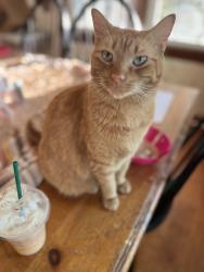Reunited Male Cat last seen Near Capri Cove entrance, behind Sylvan Lake Reserve, Sanford, FL 32771