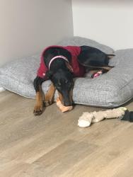 Lost Female Dog last seen Alessandro perris, Moreno Valley, CA 92551