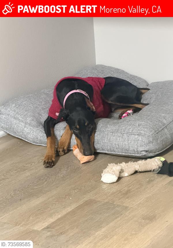 Lost Female Dog last seen Alessandro perris, Moreno Valley, CA 92551