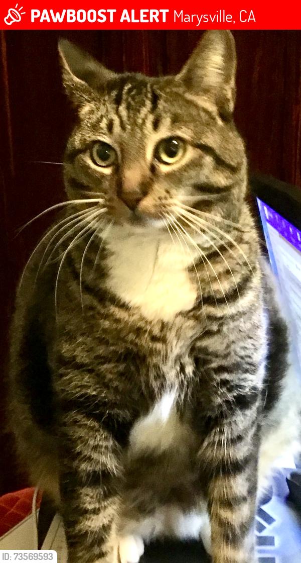 Lost Female Cat last seen Hall st, Marysville, CA 95901
