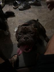 Reunited Female Dog last seen Fredd hunter cemetery, Pembroke Pines, FL 33024