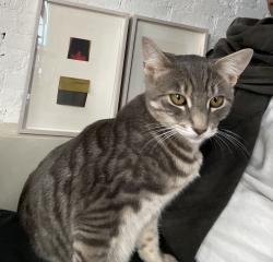 Reunited Male Cat last seen Halsey st and Marcy Ave, Brooklyn NY, Brooklyn, NY 11216