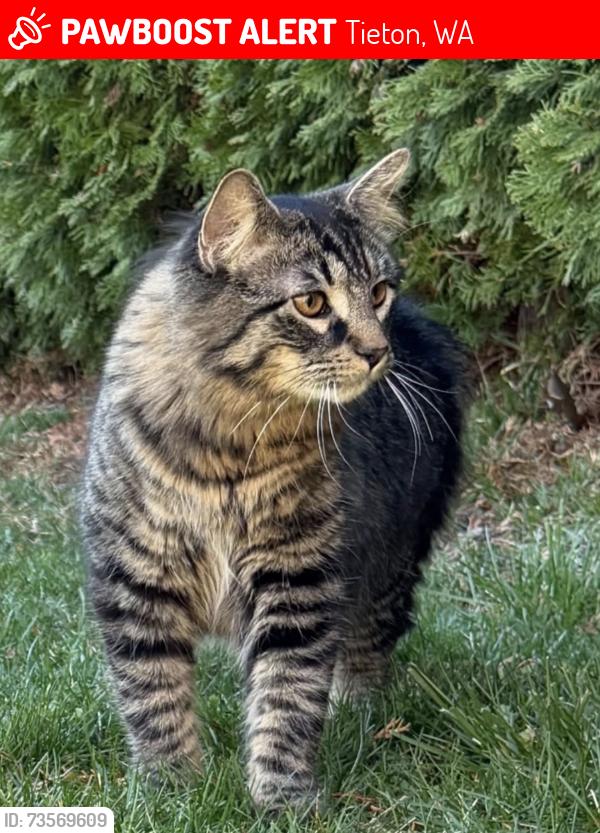 Lost Unknown Cat last seen Tieton, Tieton, WA 98947