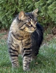 Lost Unknown Cat last seen Tieton, Tieton, WA 98947