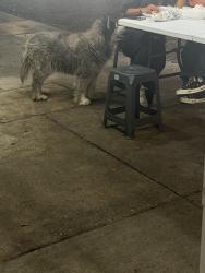 Lost Unknown Dog last seen Central, Los Angeles, CA 90011
