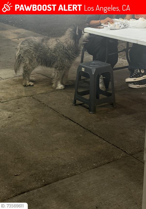 Lost Unknown Dog last seen Central, Los Angeles, CA 90011