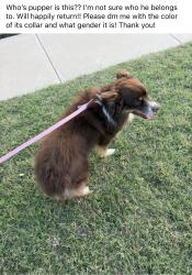 Reunited Unknown Dog last seen Sage meadows, Temple, TX 76502