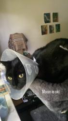 Reunited Male Cat last seen 47th avenue. Marine drive station, Vancouver, BC V5X 2M2