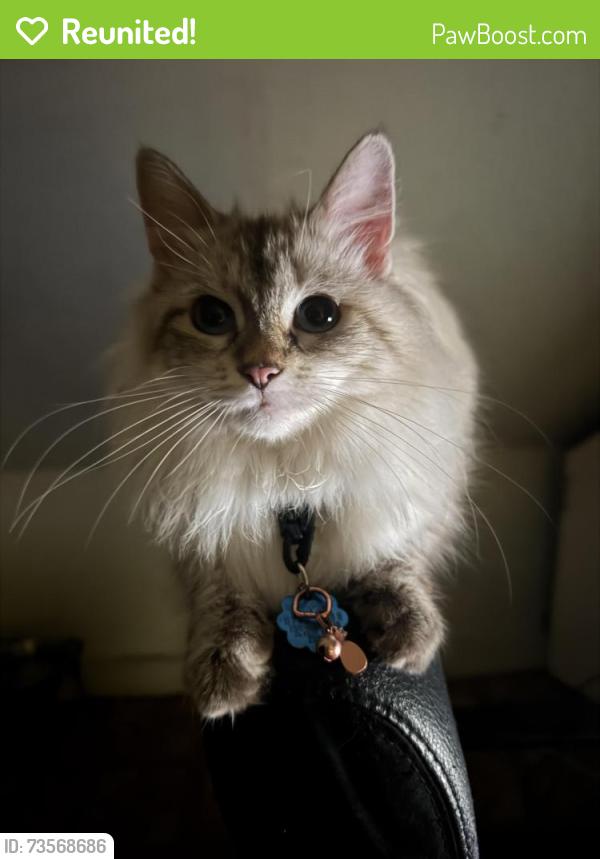 Reunited Female Cat last seen Edgewater, Chicago, IL 60660