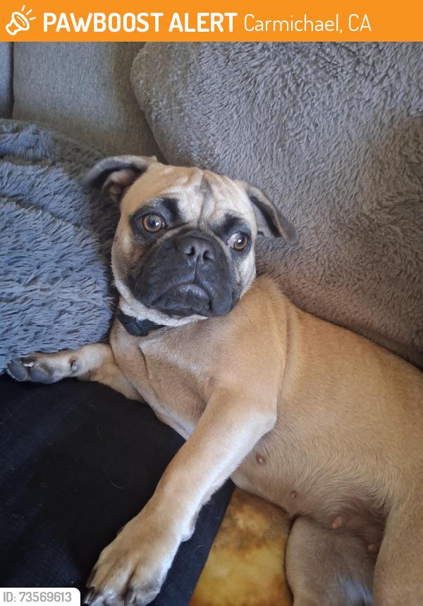 Found/Stray Female Dog last seen Near ampm on Kenneth Avenue in Carmichael, Carmichael, CA 95608