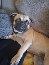 Found/Stray Female Dog last seen Near ampm on Kenneth Avenue in Carmichael, Carmichael, CA 95608