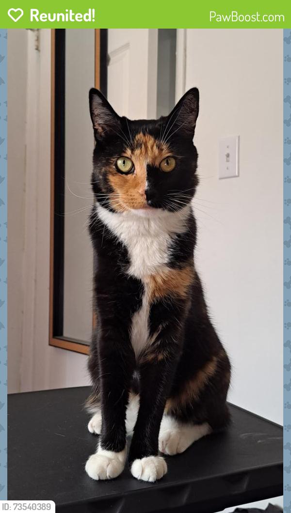 Reunited Female Cat last seen Sage Tree St, Palmdale, Palmdale, CA 93551