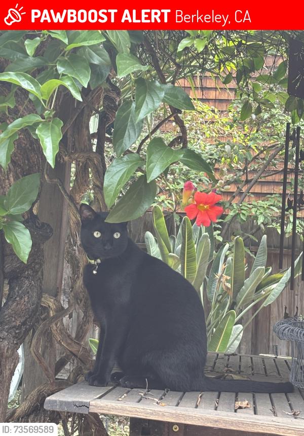 Lost Male Cat last seen Hillegass and Benvenue, Berkeley, CA 94704
